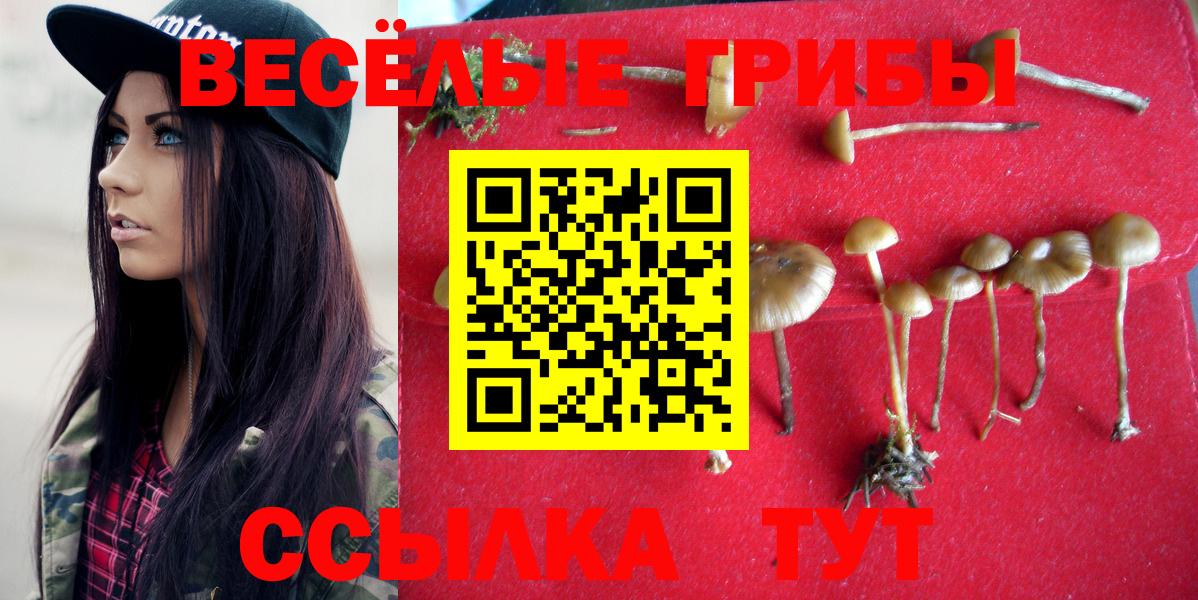 Северск  Псилоцибиновые грибы Psilocybe  Вход с VPN 
